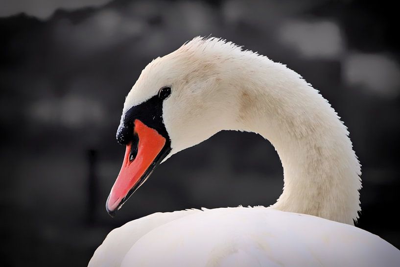 Witte zwaan van Maickel Dedeken