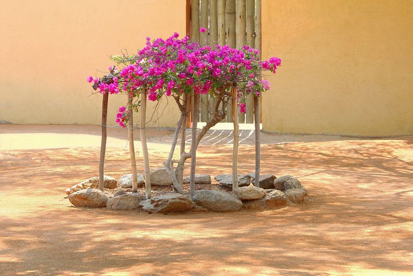 Bougainvillea Africa by Inge Hogenbijl