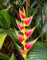 Heliconia in Suriname live gefotografeerd