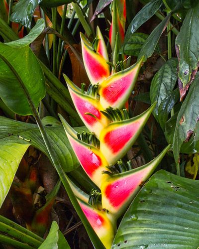 Heliconia in Suriname live gefotografeerd