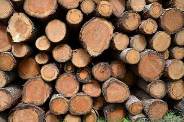 Gezaagde boomstammen op een houtstapel om afgevoerd te worden van Gert Bunt