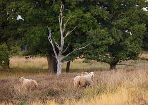 Schapen Dwingelderveld (Drenthe - Nerderland) van Marcel Kerdijk