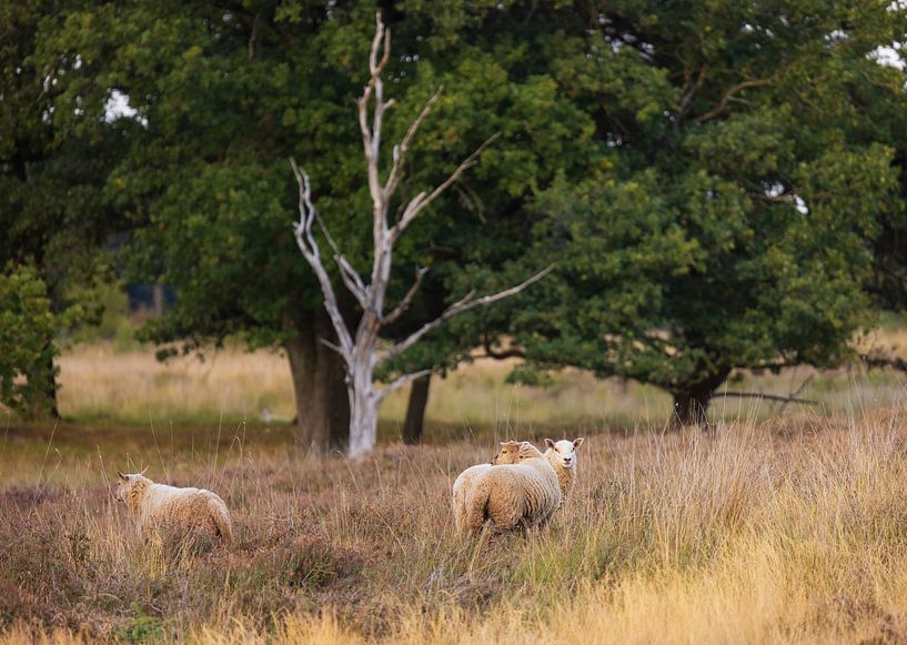 Schafe Dwingelderveld (Drenthe - Nerderland) von Marcel Kerdijk