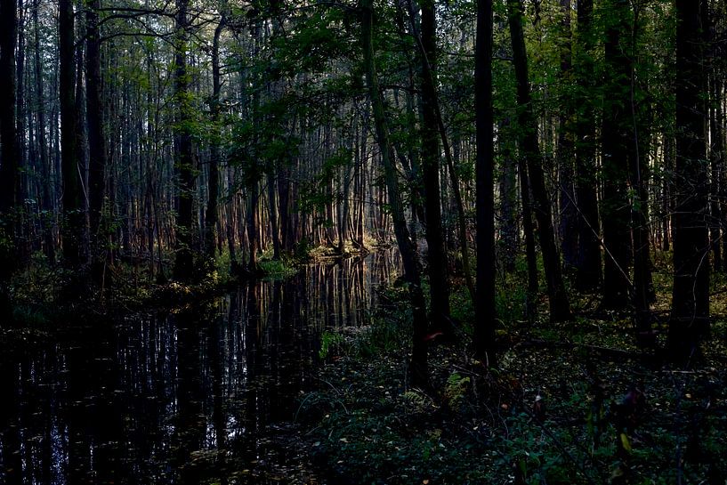 Spreewald von Thomas Jäger