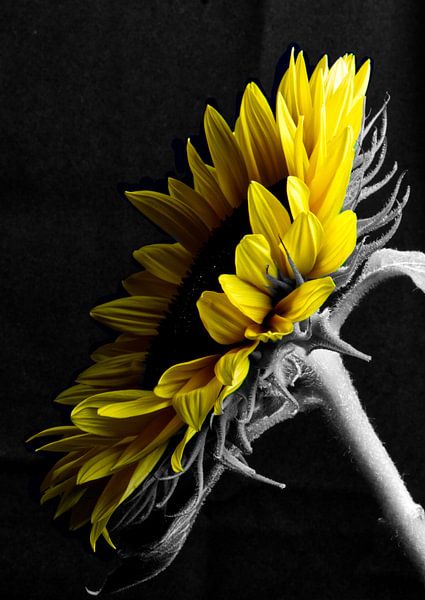 Sunflower special by Inge Groters