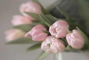 Rosa Tulpen