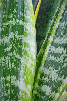 Nahaufnahme von Sansevieria-Blättern