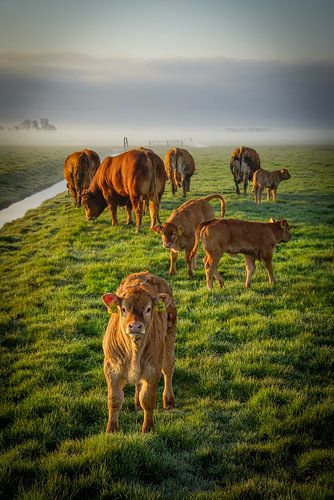 Veau avec le reste de la famille