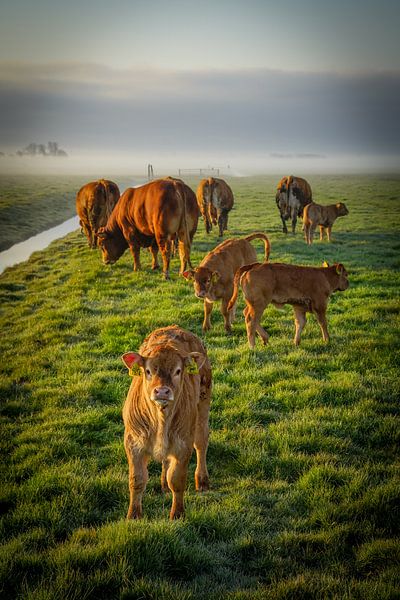 Calf with the rest of the family by Dirk van Egmond