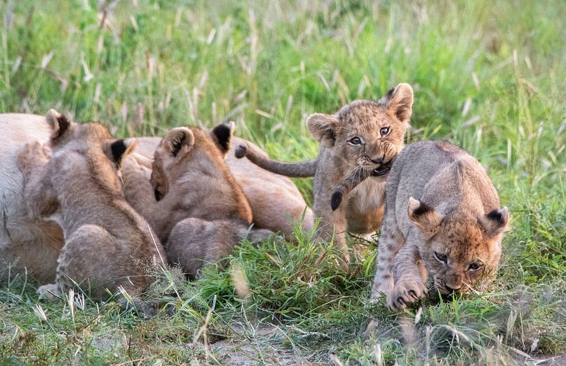 Speelse leeuwenwelpen  in de natuur van Afrika van Chi