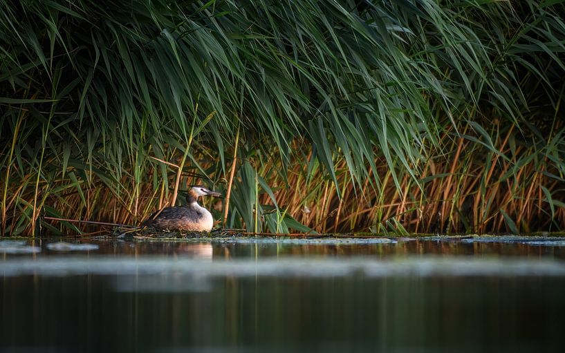 breeding grebe by Andy van der Steen - Fotografie