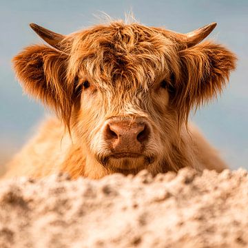 Portrait Highlander bovine by Vlindertuin-Art