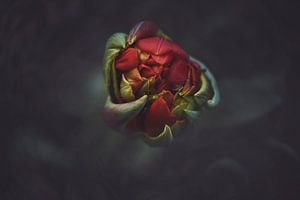 Macro Tulipe rouge