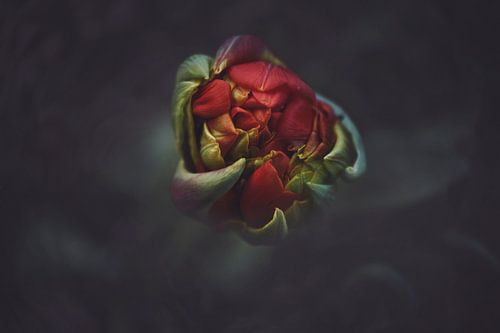 Macro rode tulp