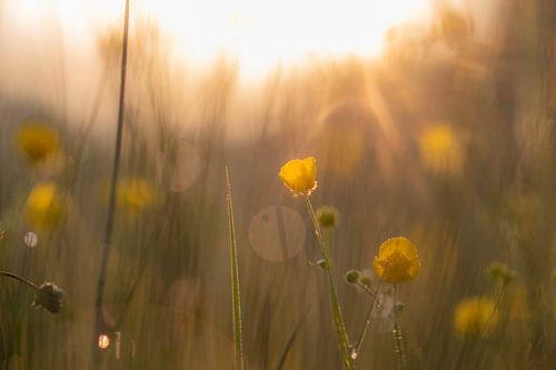 golden buttercups