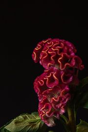 Velvet Poise sur Cindy Coenen Fine Art