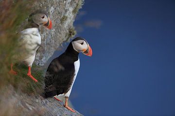 Puffins in the last evening light Norway by Frank Fichtmüller