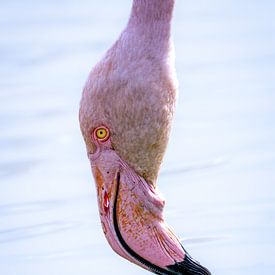 Flamingo in close-up van Beeldpracht by Maaike