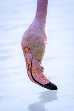 Flamingo in close-up van Beeldpracht by Maaike