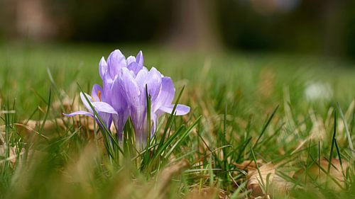 Krokussen in een groene weide in de lente