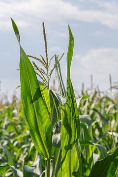 Maisblüte