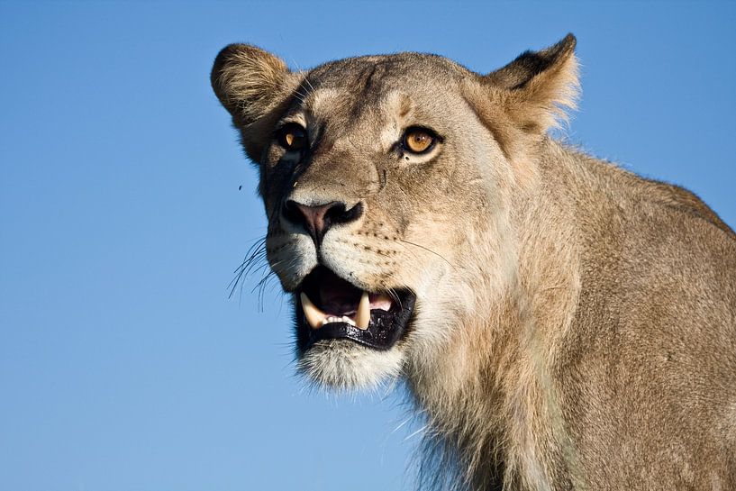 portrait van een leeuwenkop by Patries Photo