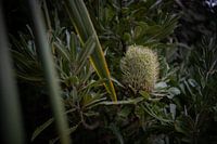 Interwoven wonders: the magical diversity of botanical networks