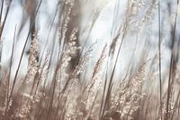 Reed plumes with sunlight