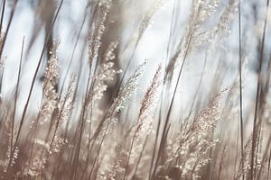 Les panaches de roseaux à la lumière du soleil