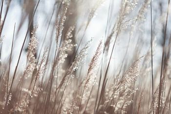 Schilfrohrfahnen mit Sonnenlicht