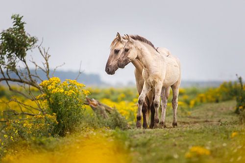 Twee konikpaarden