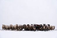 Schapen in een besneeuwde weide in een winterlandschap van Sjoerd van der Wal Fotografie thumbnail