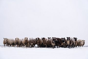 Schapen in een besneeuwde weide in een winterlandschap van Sjoerd van der Wal Fotografie
