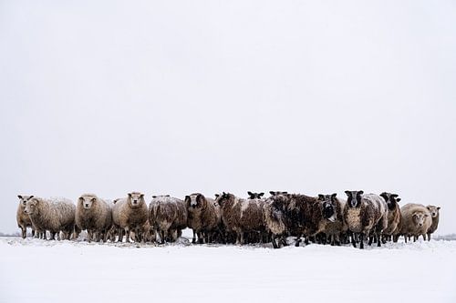 Schapen in een besneeuwde weide in een winterlandschap