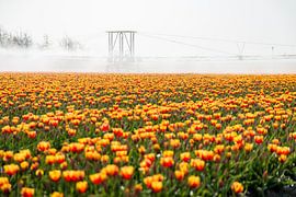 Flowers 1 by Nuance Beeld