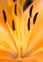 Orange flower