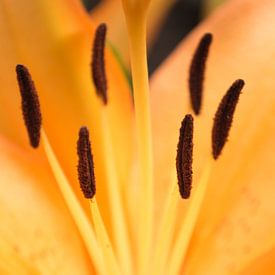 Orangefarbene Blume von Royce Photography