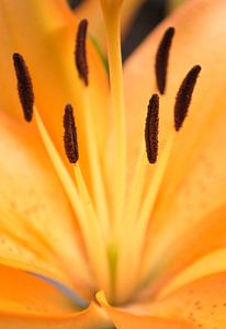 Orangefarbene Blume von Royce Photography