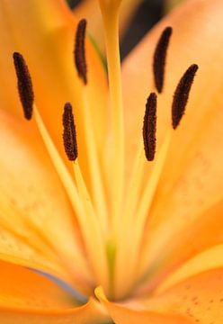 Orange flower sur Royce Photography