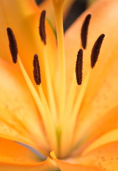 Orange flower van Royce Photography