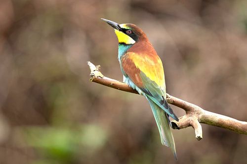 Bee-eater