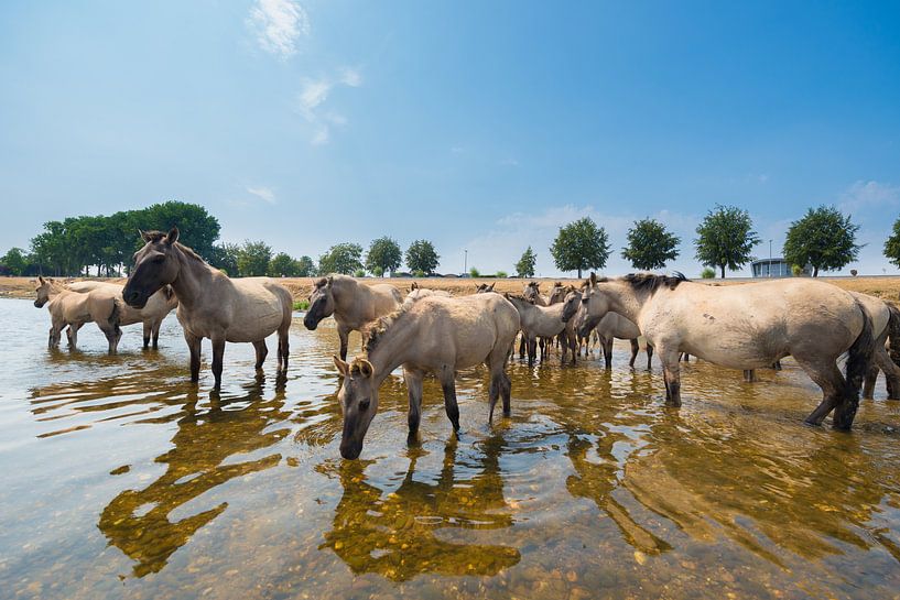 Konikpaarden in het water von Brian Morgan