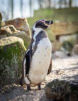 Majestic Humboldt penguin: Natural Beauty in Detail