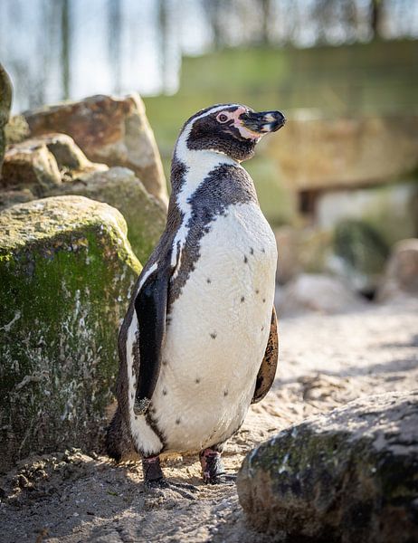 Majestic Humboldt penguin: Natural Beauty in Detail by Triki Photography