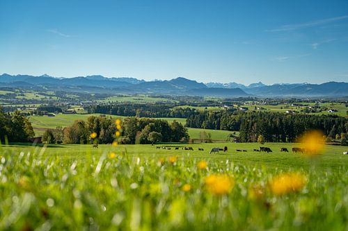 Uitzicht met Allgäuer koeien over de Oberallgäu naar de Allgäuer bergen zoals de Grünten, Hochvogel, Widderstein in het Kleinwalsertal