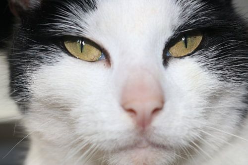 Zwart witte kattenkop