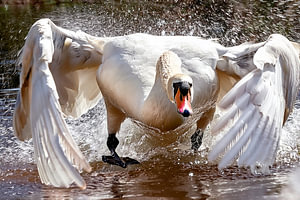 Schwan  Aktion 4