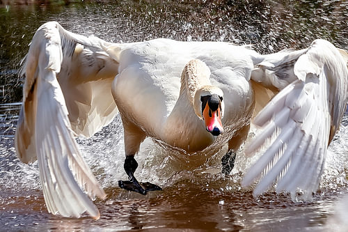 Zwaan  actie 4