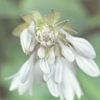 Hosta bloem van Ellen Metz