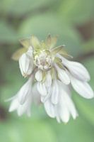 Hosta flower